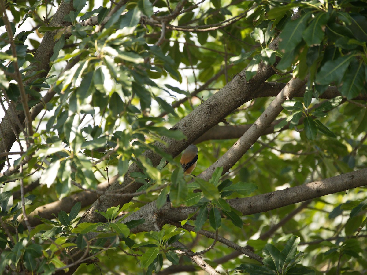 Long-tailed Shrike - ML646697608