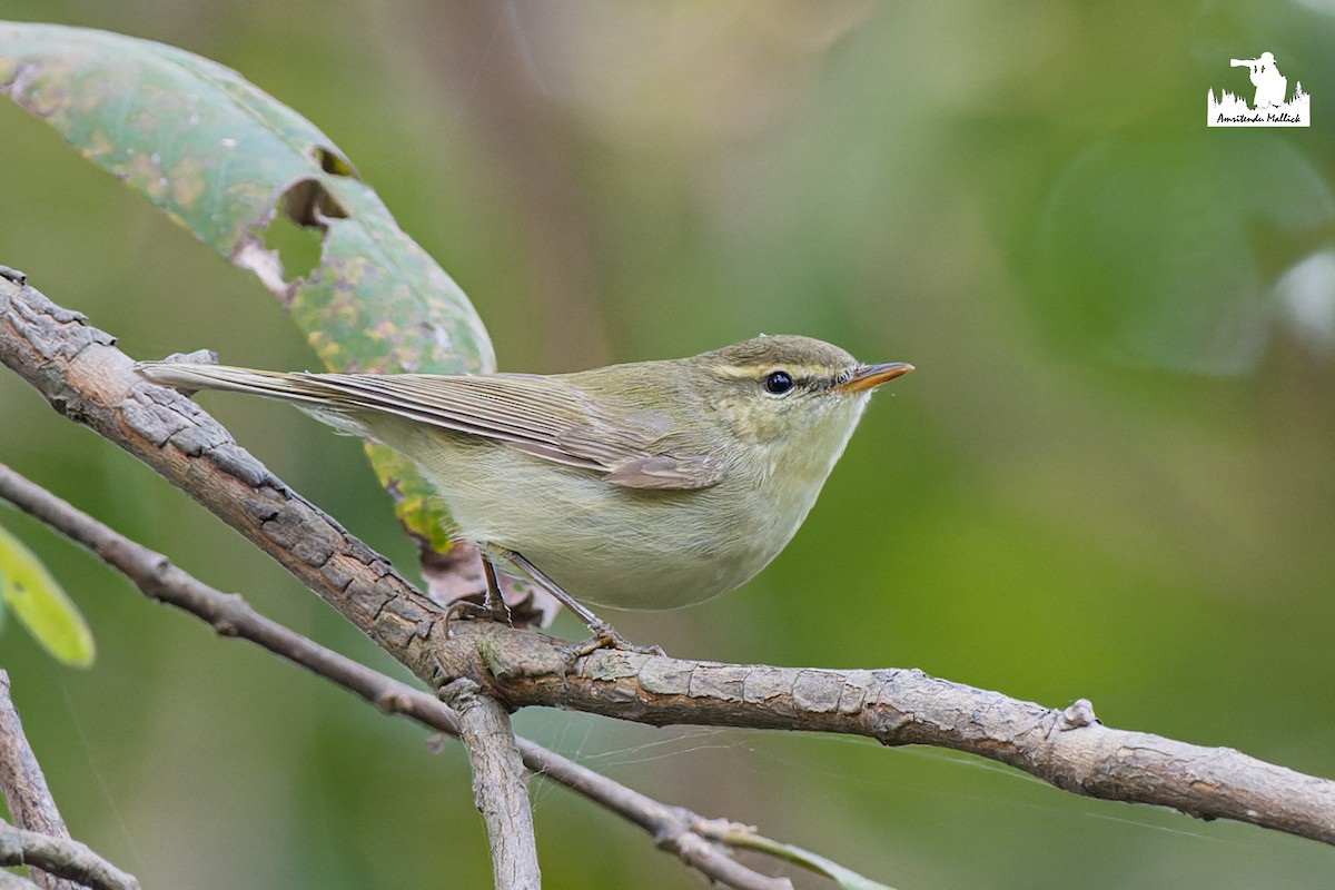 østsanger - ML646697610