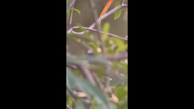 ledňáček černohlavý - ML646697613