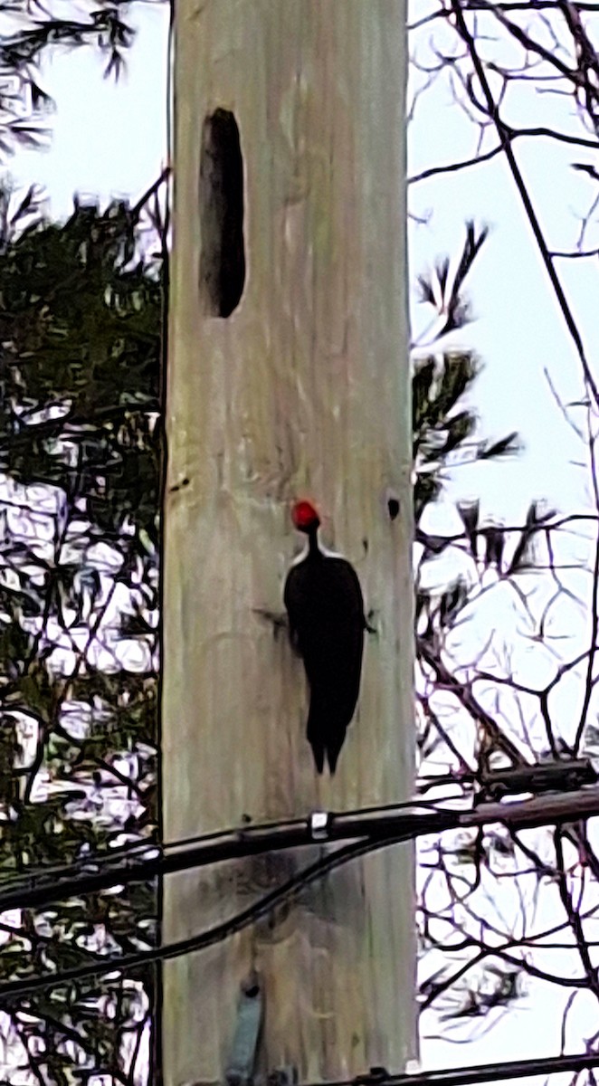 Хохлатая желна - ML646697615