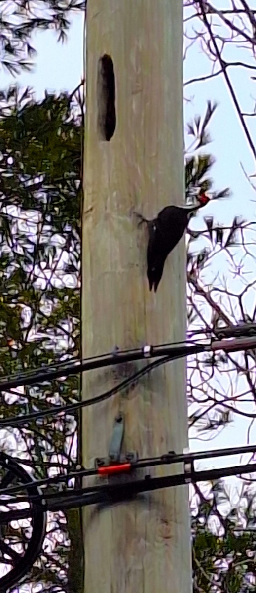 Хохлатая желна - ML646697616