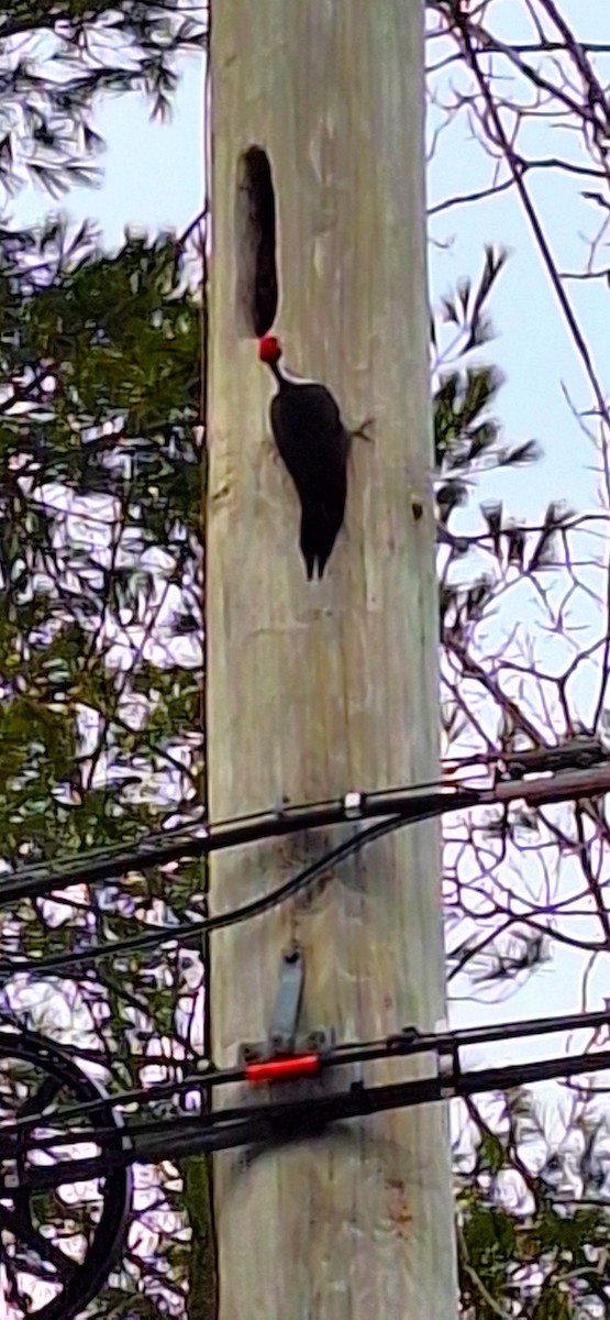 Хохлатая желна - ML646697617