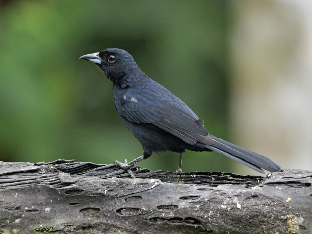 Tangara Negra - ML646697622