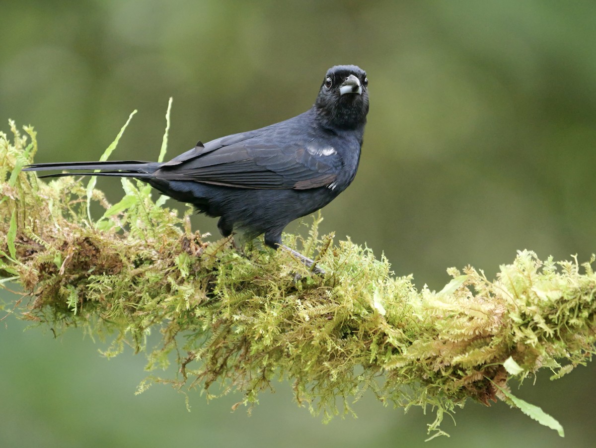 Tangara Negra - ML646697623