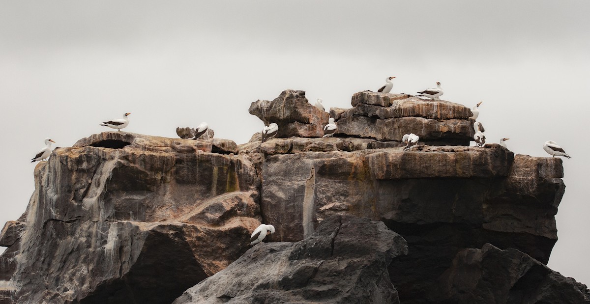 Nazca Booby - ML646697626