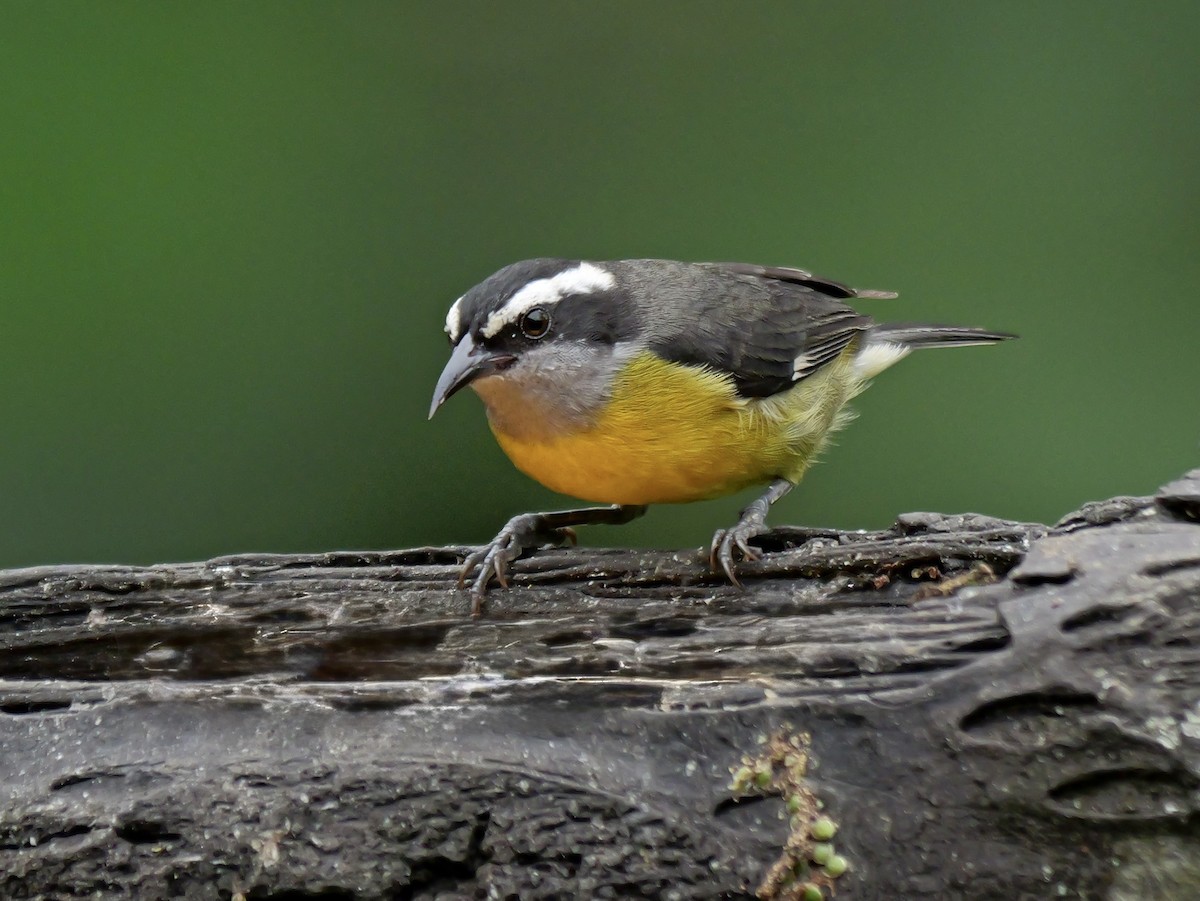 Platanero - ML646697627