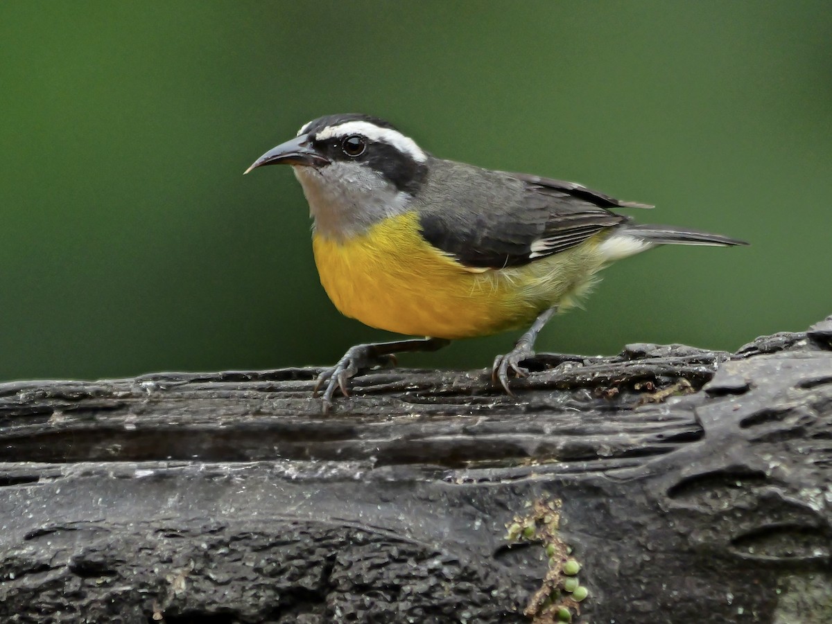 Platanero - ML646697628