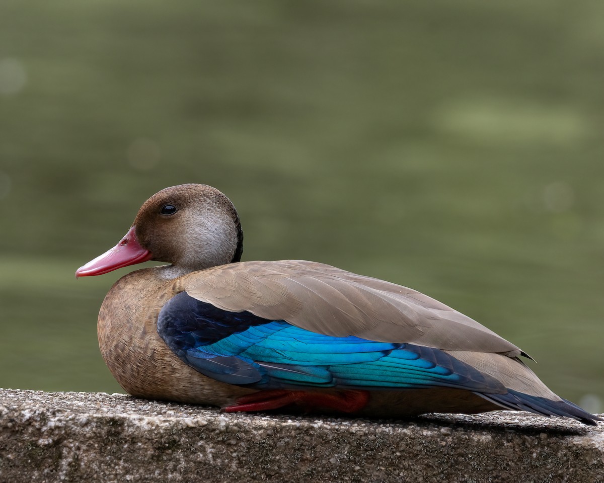 Brazilian Teal - ML646697634