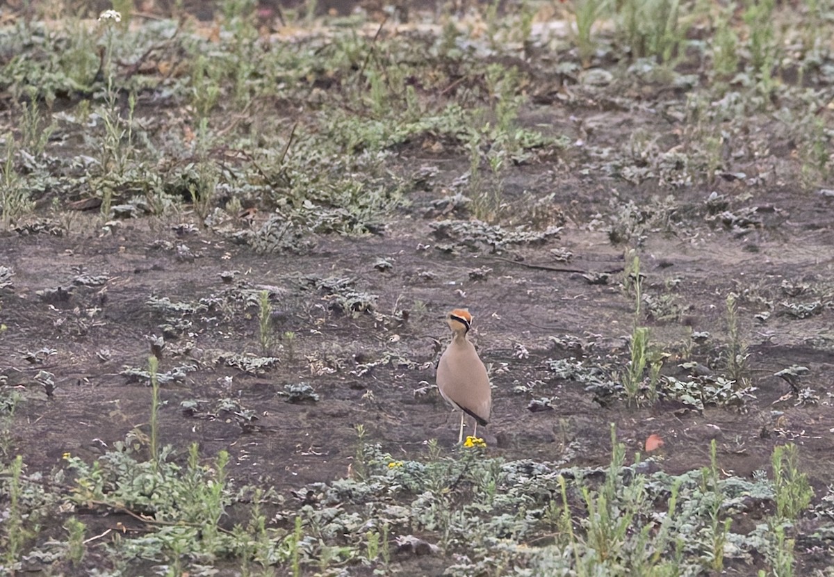 Temminckrennvogel - ML646697635