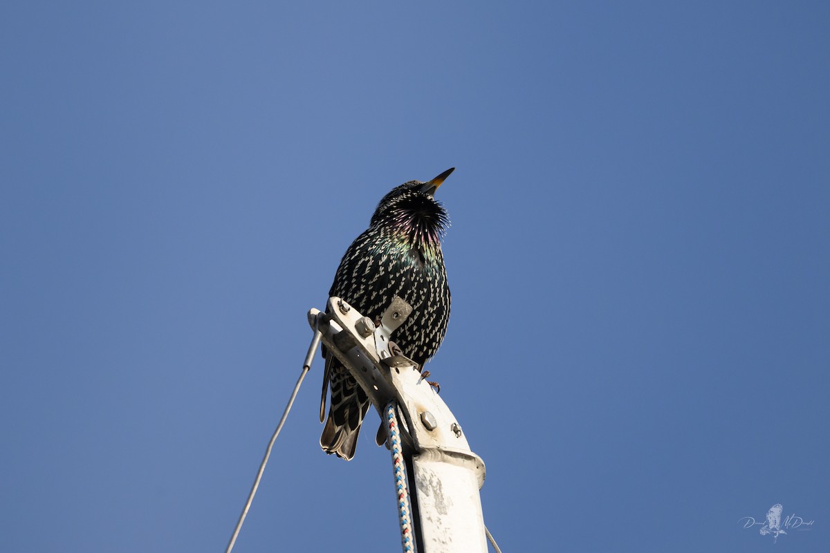 European Starling - ML646697638