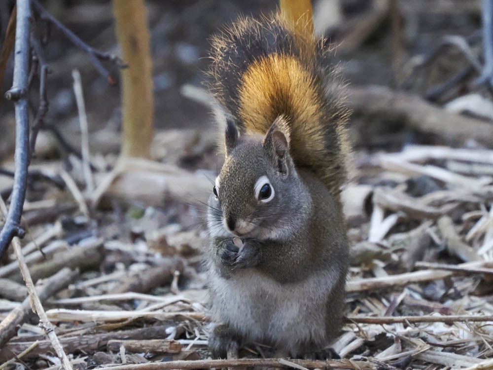 Mammals - ML646697640