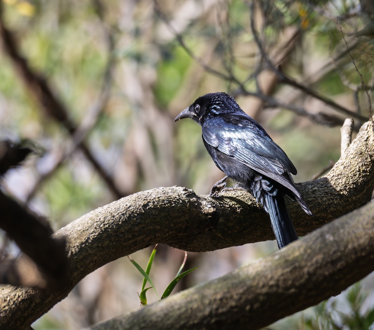 Hair-crested Drongo - ML646697641