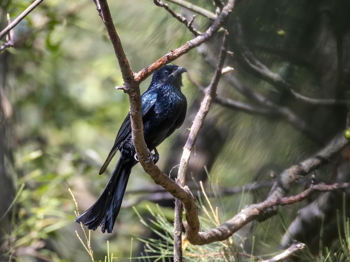 Hair-crested Drongo - ML646697642