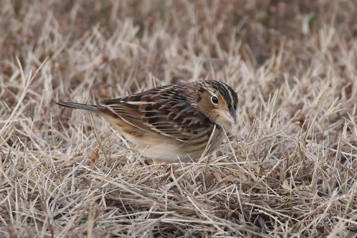 Grasshopper Sparrow - ML646697645