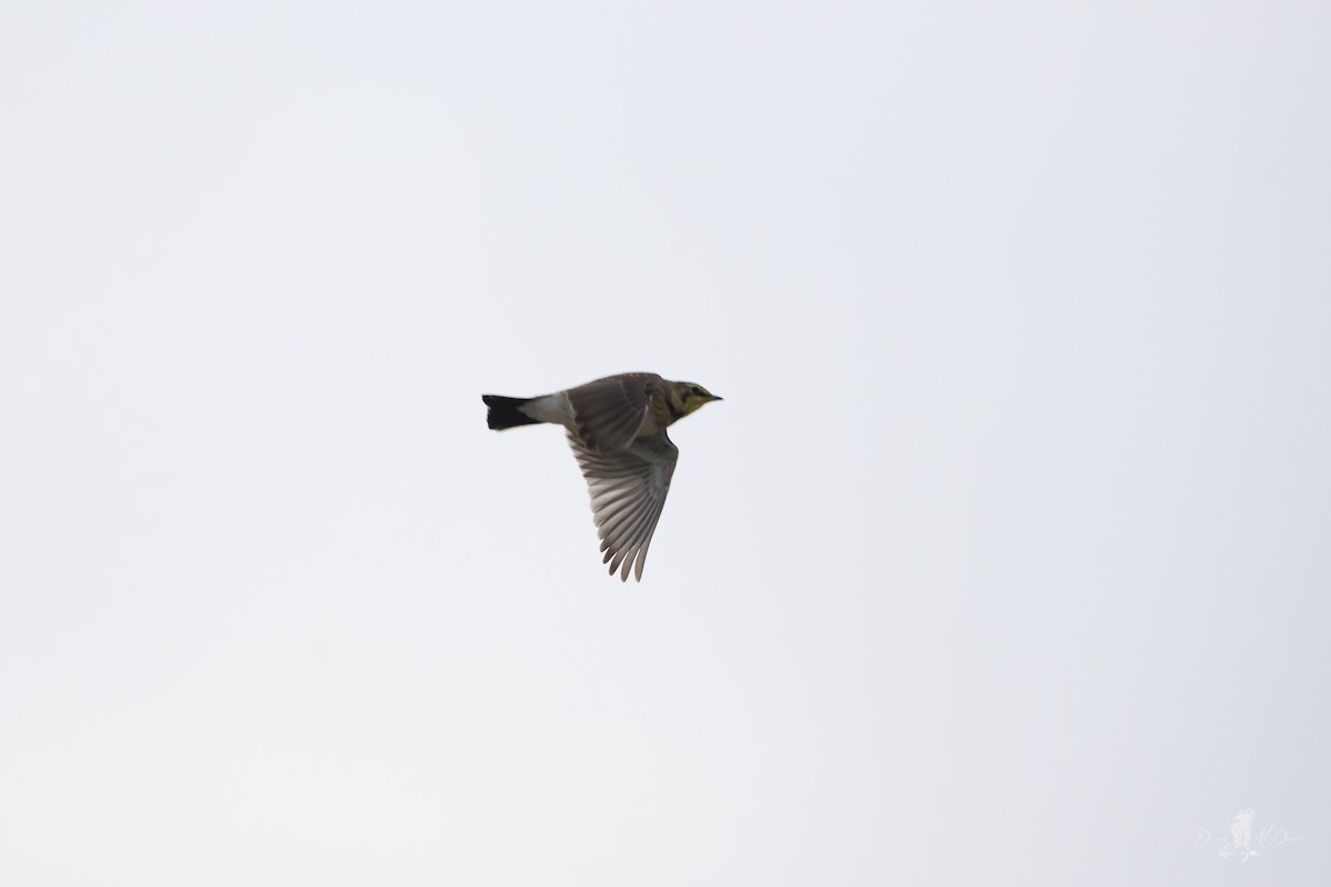 Horned Lark - ML646697646