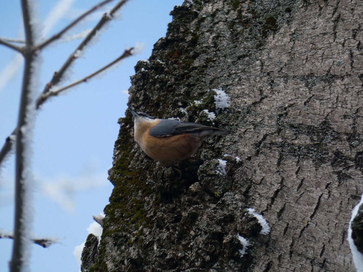 Garrapo eurasiarra - ML646697647