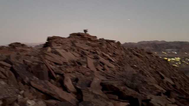 amerikahubro - ML646697648