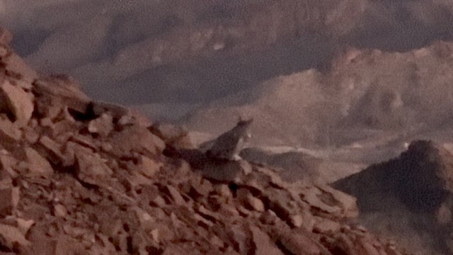 amerikahubro - ML646697649