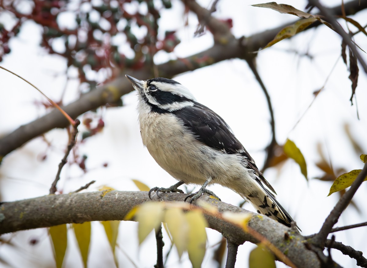 Downy Woodpecker - ML646697650