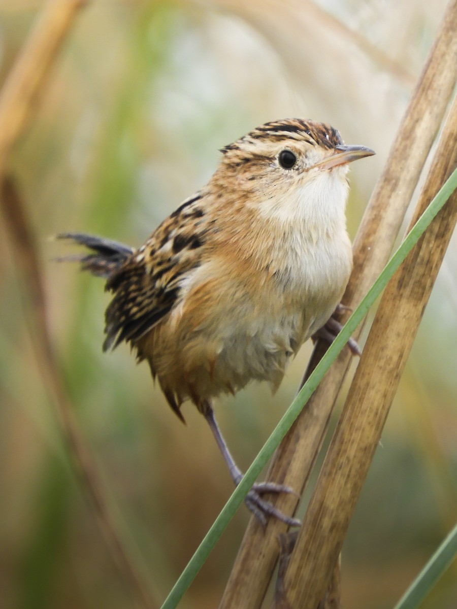 Grass Wren - ML646697653