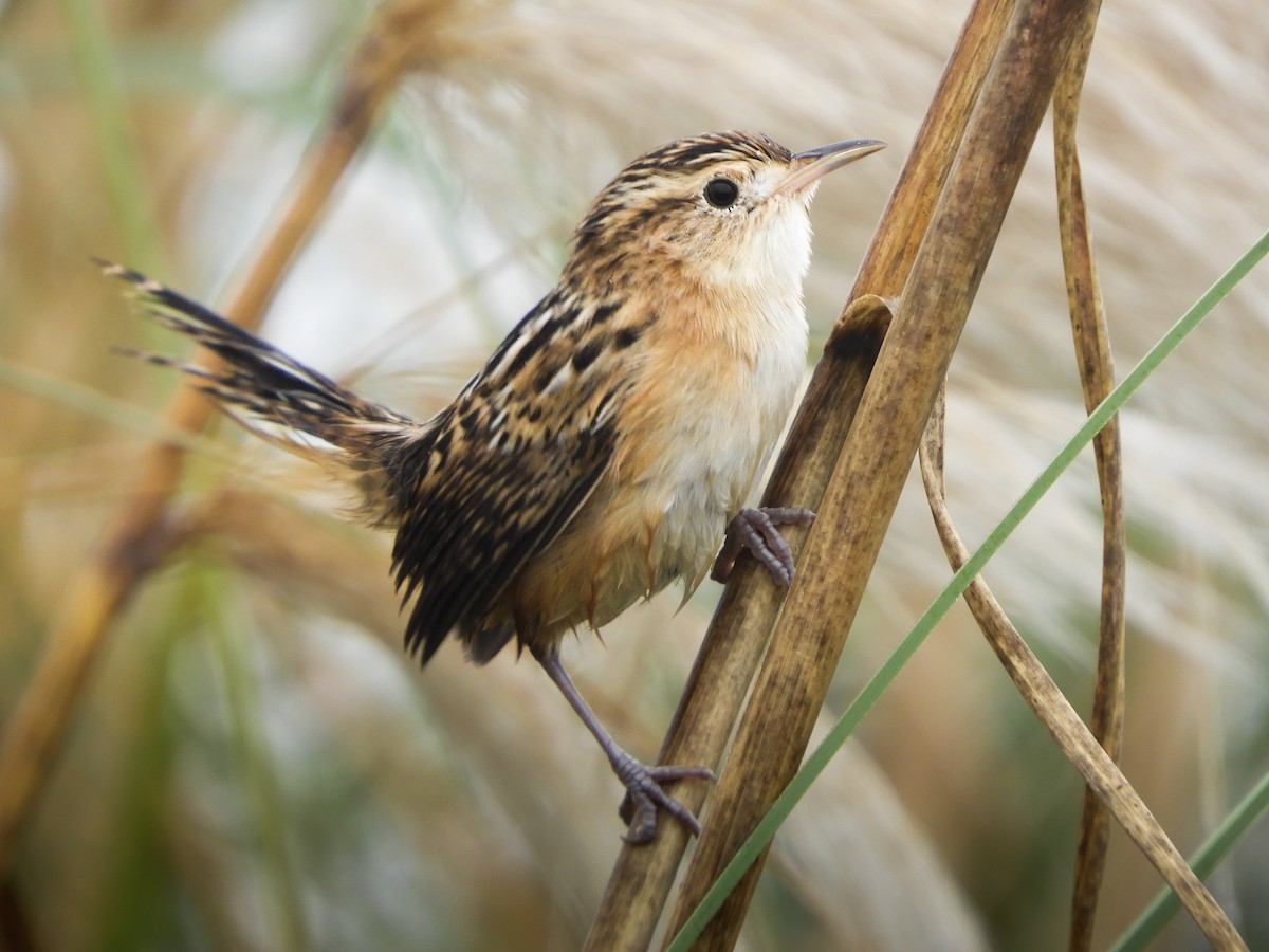 Grass Wren - ML646697654