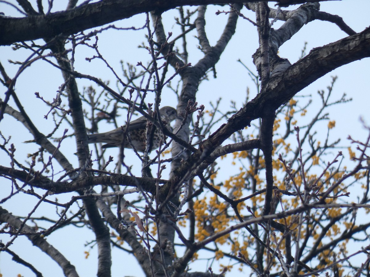 Mistle Thrush - ML646697655