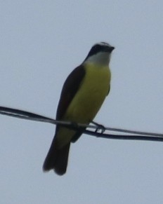 Social Flycatcher - ML646697656