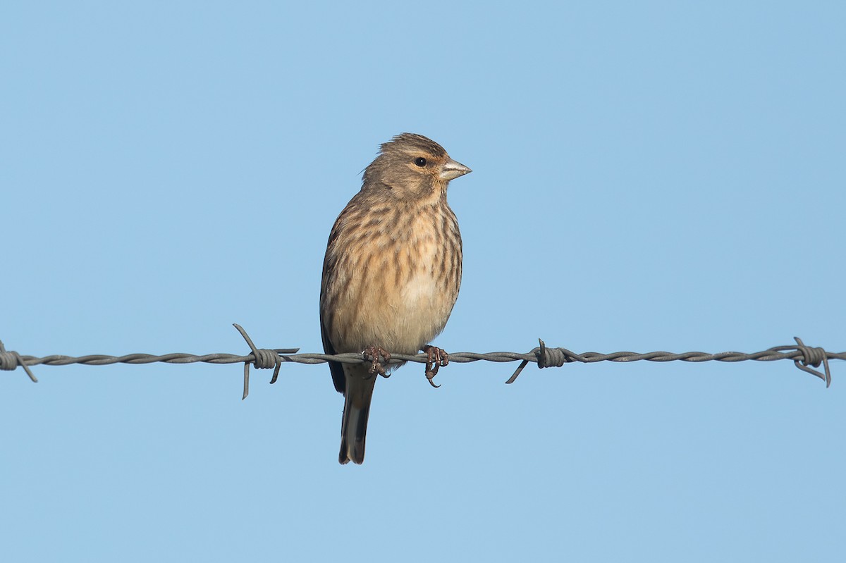 Ketenkuşu - ML646697665