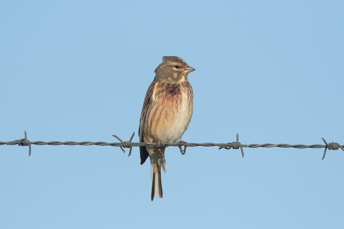 Ketenkuşu - ML646697666