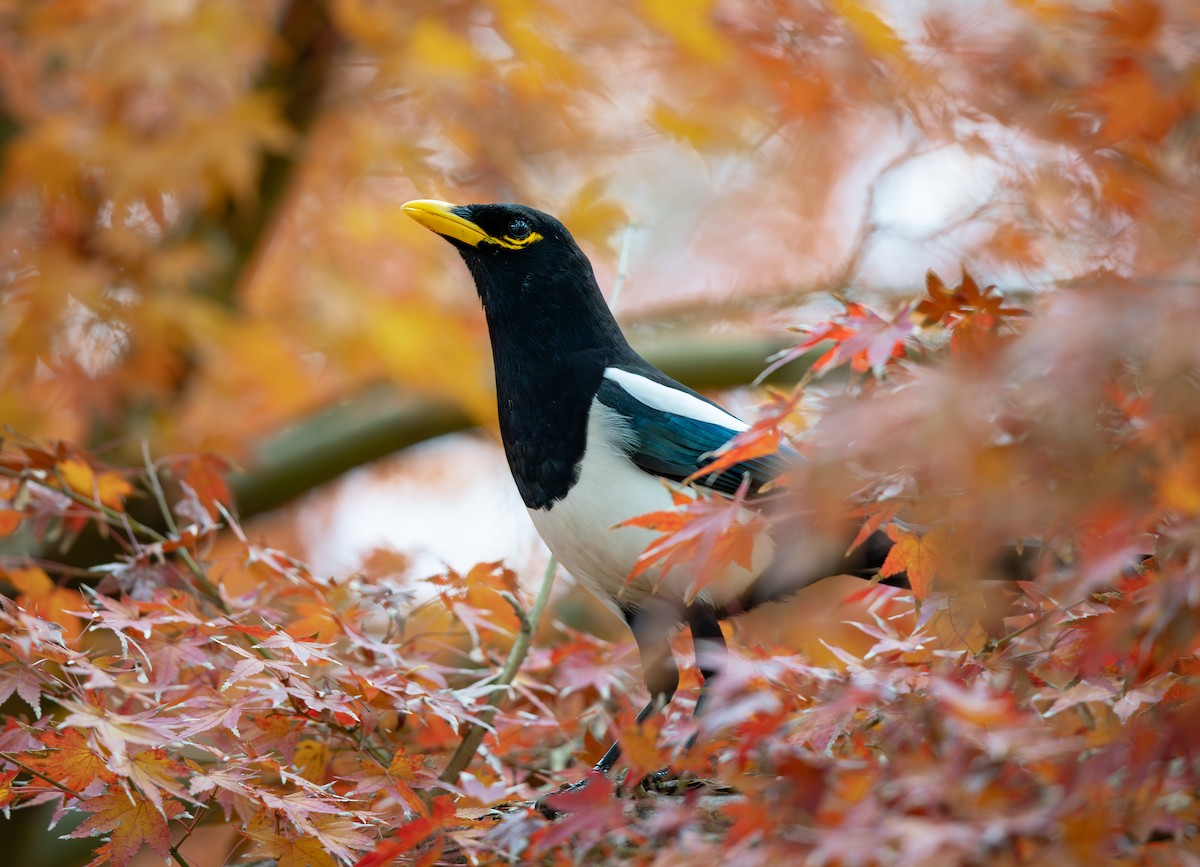 Yellow-billed Magpie - ML646697670