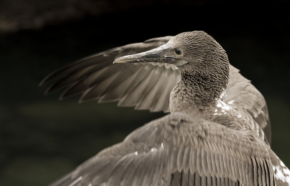 Blue-footed Booby - ML646697674
