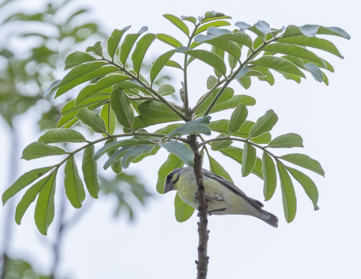 savanneirisk - ML646697678