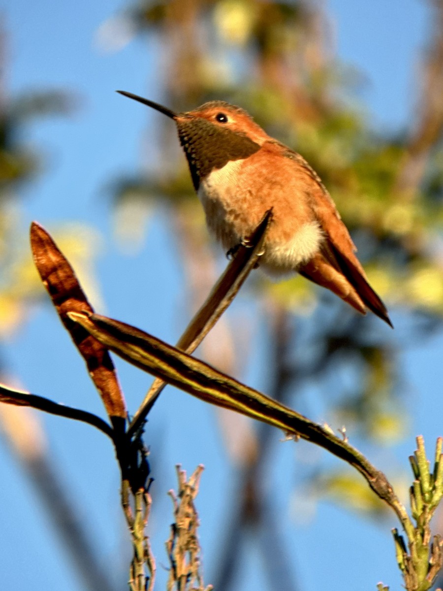 Colibri d'Allen - ML646697679