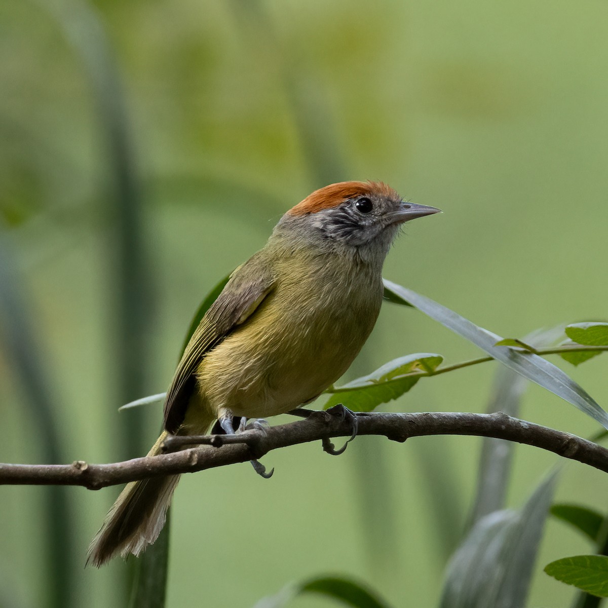 ズアカヒメモズモドキ - ML646697683