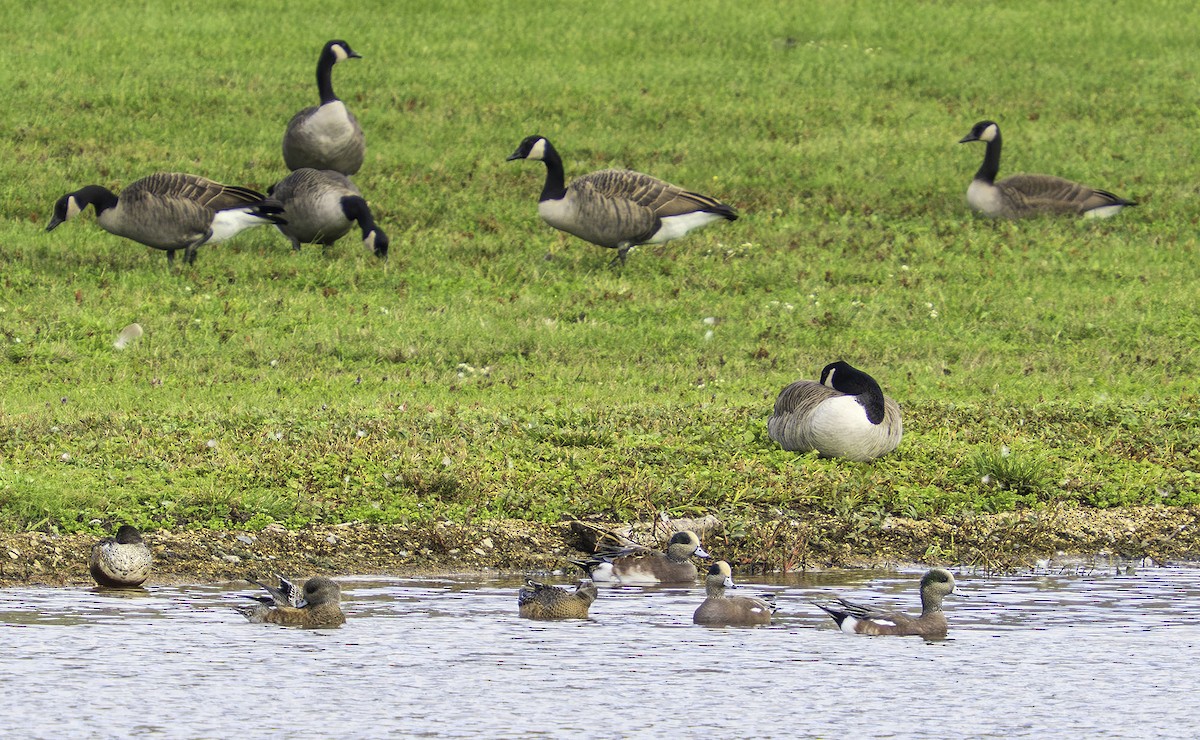 アメリカヒドリ - ML646697684