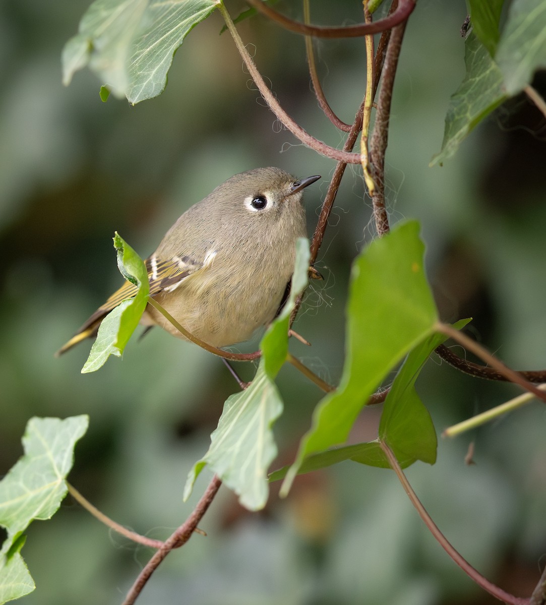 Ruby-crowned Kinglet - ML646697685