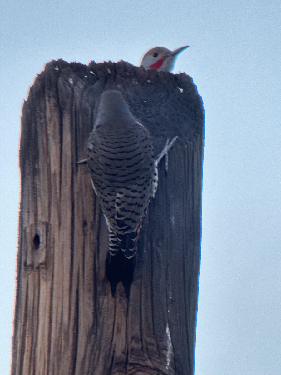 Pic flamboyant (groupe cafer) - ML646697686