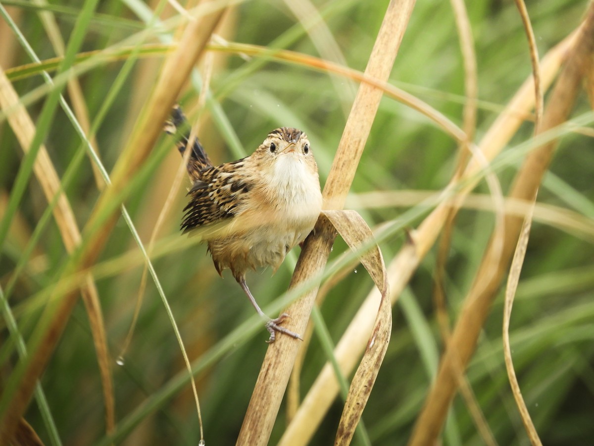 Grass Wren - ML646697688