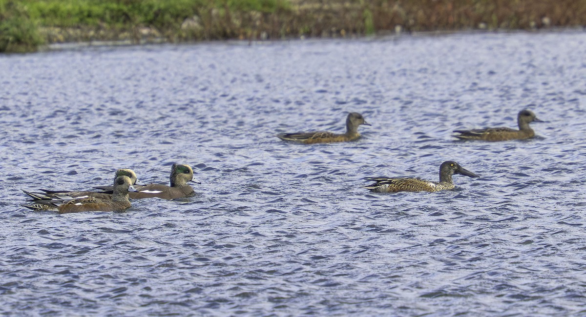 アメリカヒドリ - ML646697689