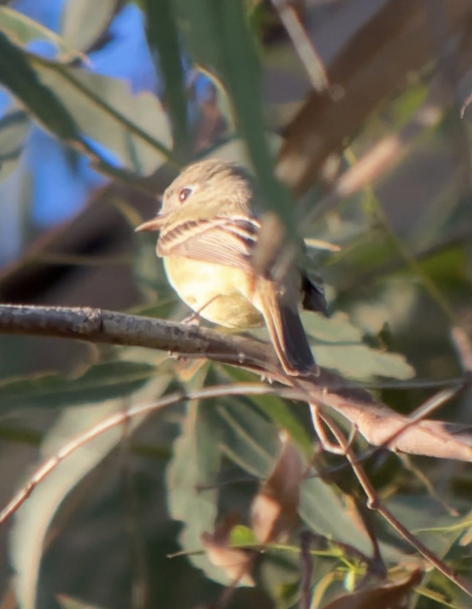 Moucherolle de Hammond - ML646697690