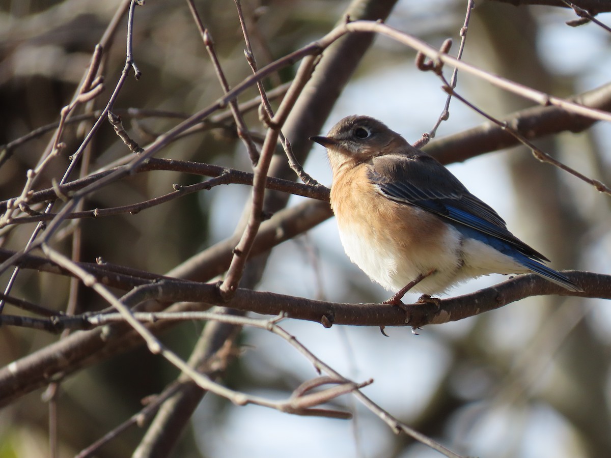 Eastern Bluebird - ML646697691