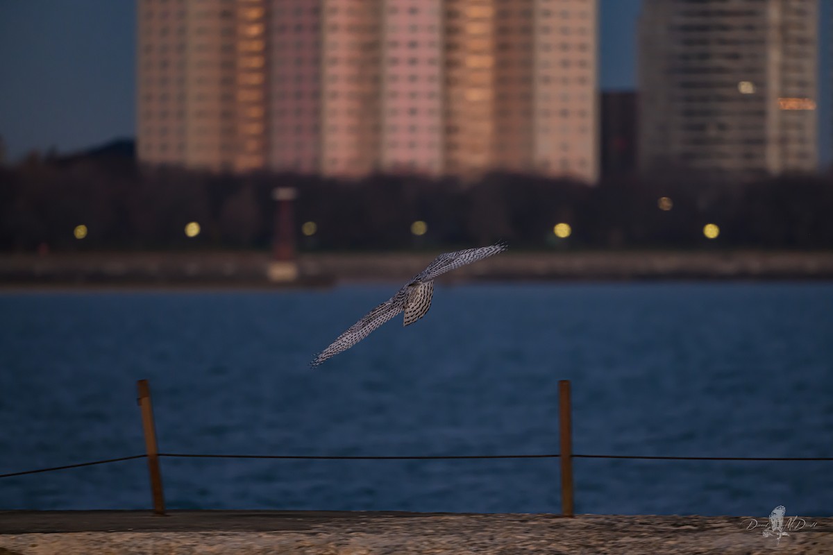 Snowy Owl - ML646697696