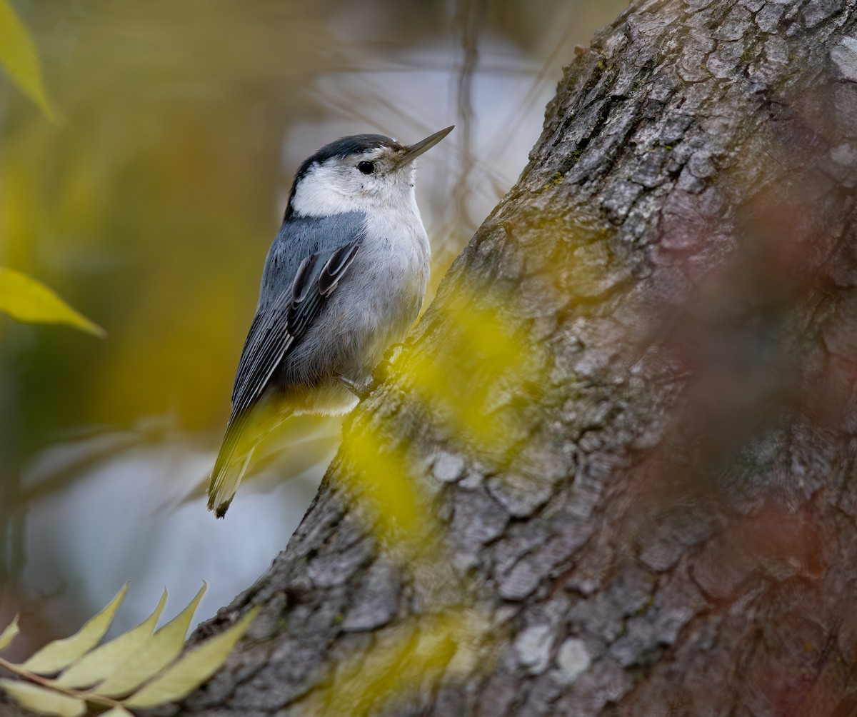 White-breasted Nuthatch - ML646697697