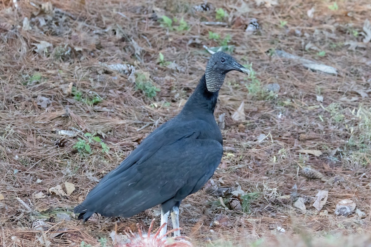 Rabengeier - ML646697701