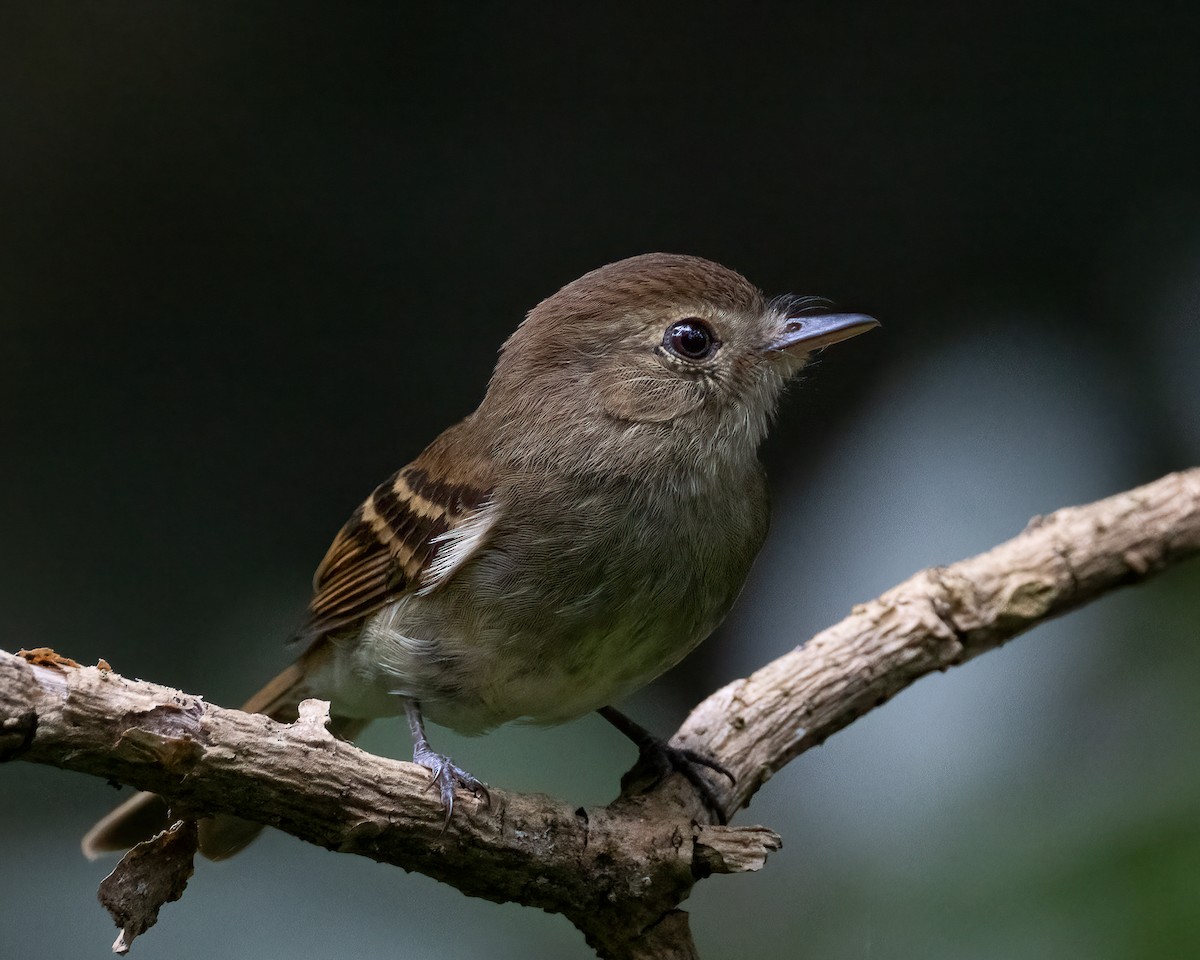 キスジメジロハエトリ - ML646697702