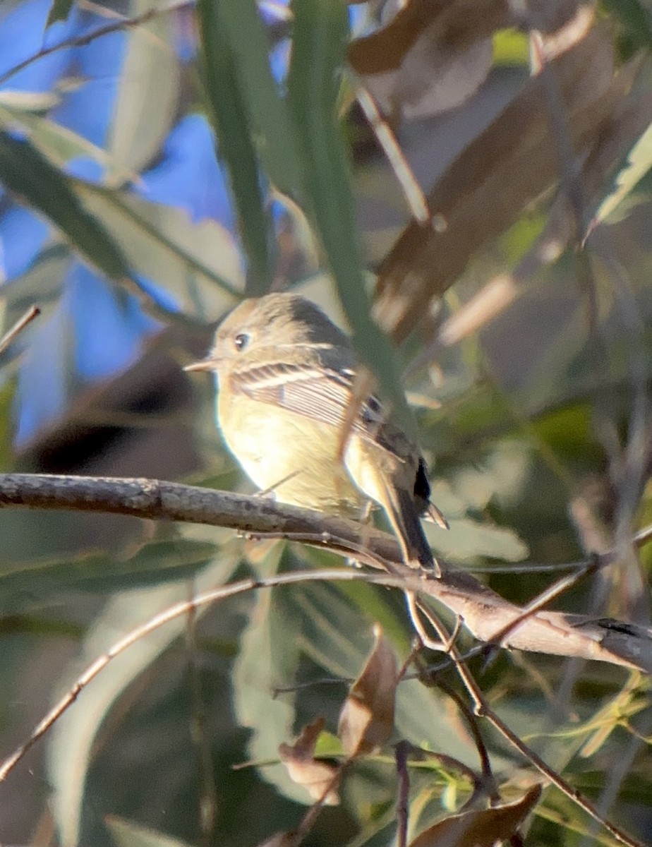 Moucherolle de Hammond - ML646697703