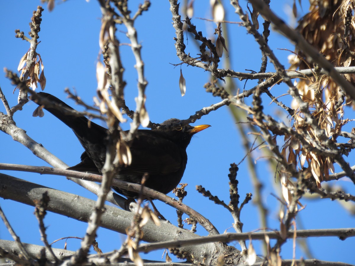 Merle noir - ML646697705