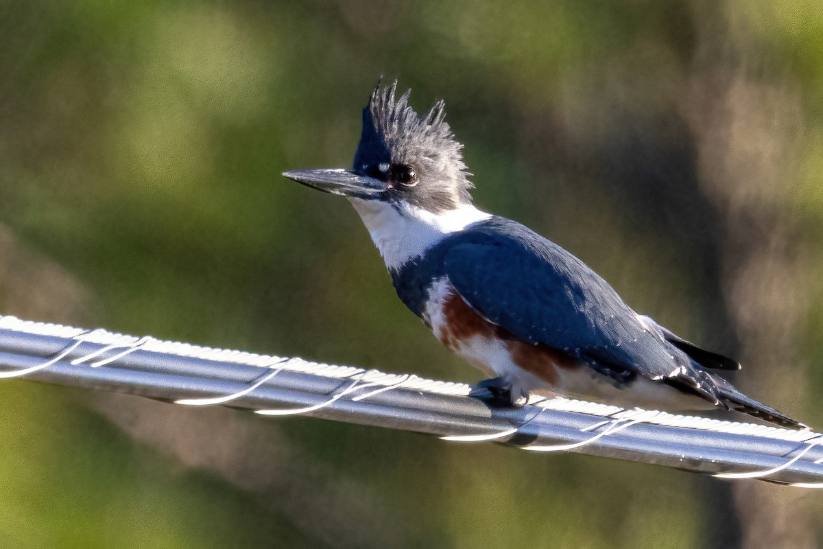 Belted Kingfisher - ML646697706