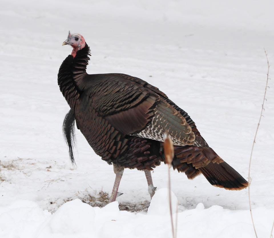 Wild Turkey - ML646697707