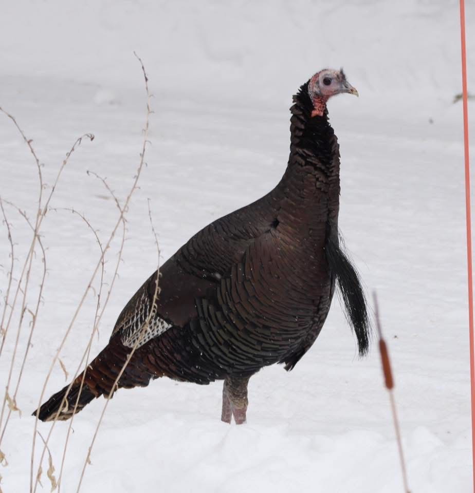 Wild Turkey - ML646697708